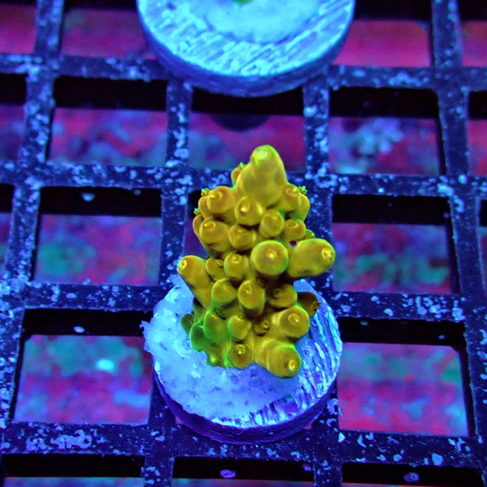 Golden Phoenix Acro
