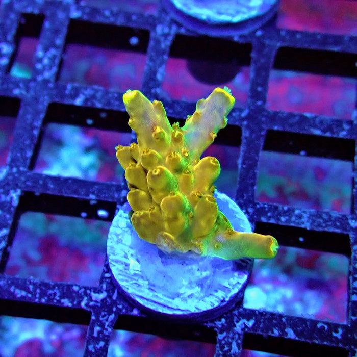 Golden Phoenix Acro