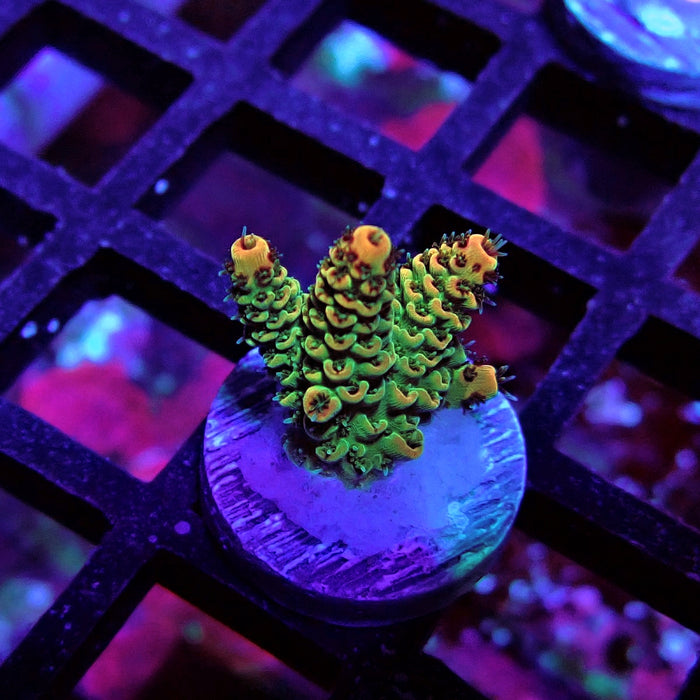 REx Green Red Tips Hyacinthus Acro