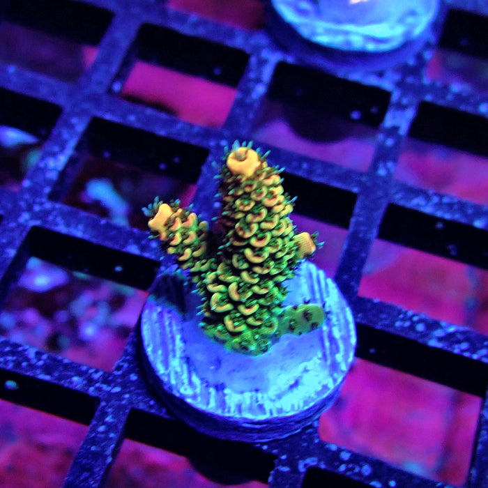REx Green Red Tips Hyacinthus Acro