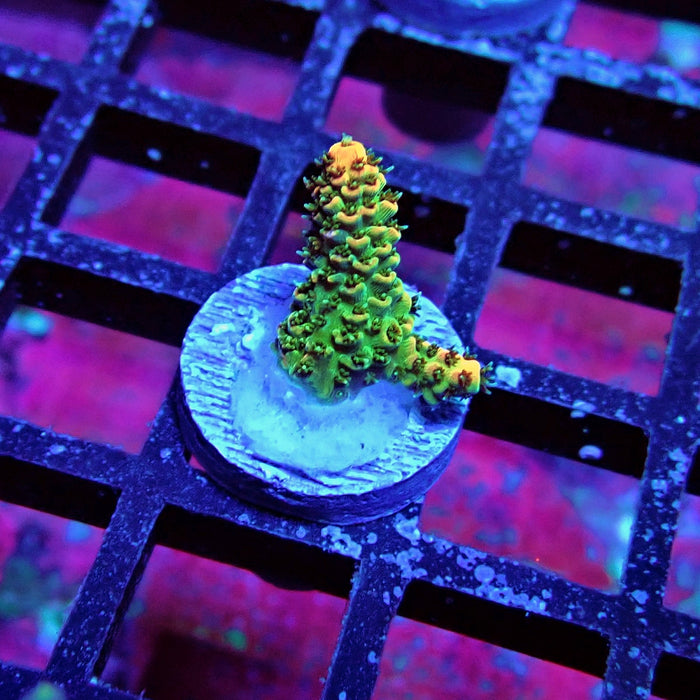 REx Green Red Tips Hyacinthus Acro