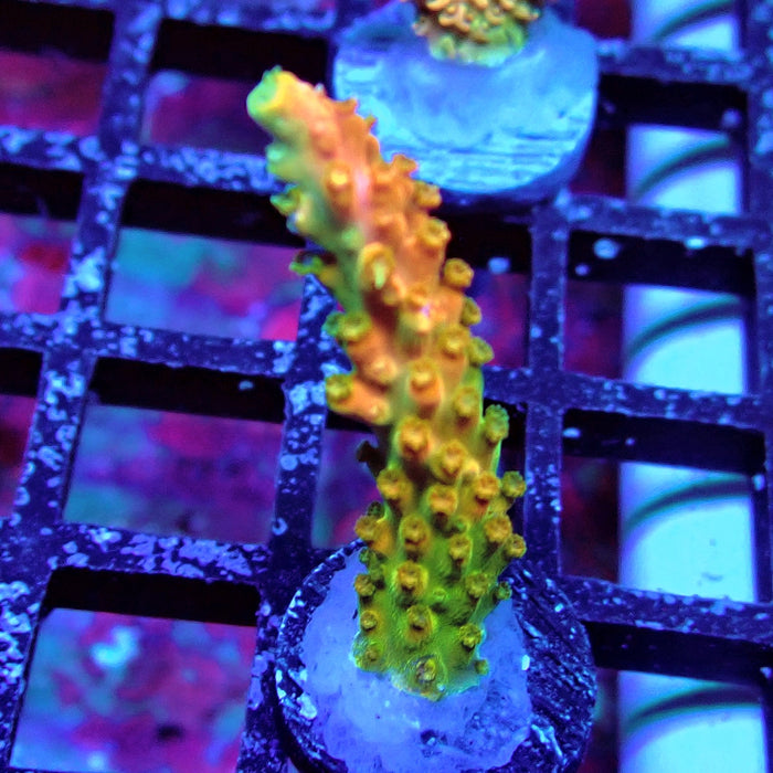 TGC Orange Creamsicle Acro