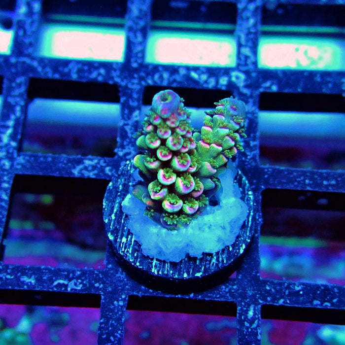 Blue Pink Scale Tenuis Acro
