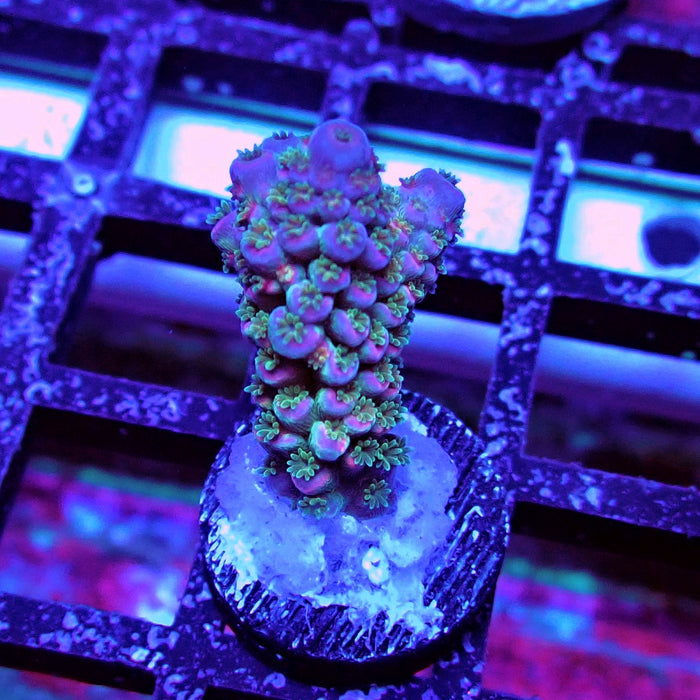 Blue Pink Scale Tenuis Acro