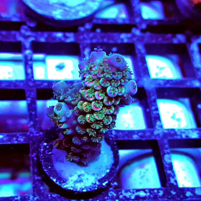 Blue Pink Scale Tenuis Acro