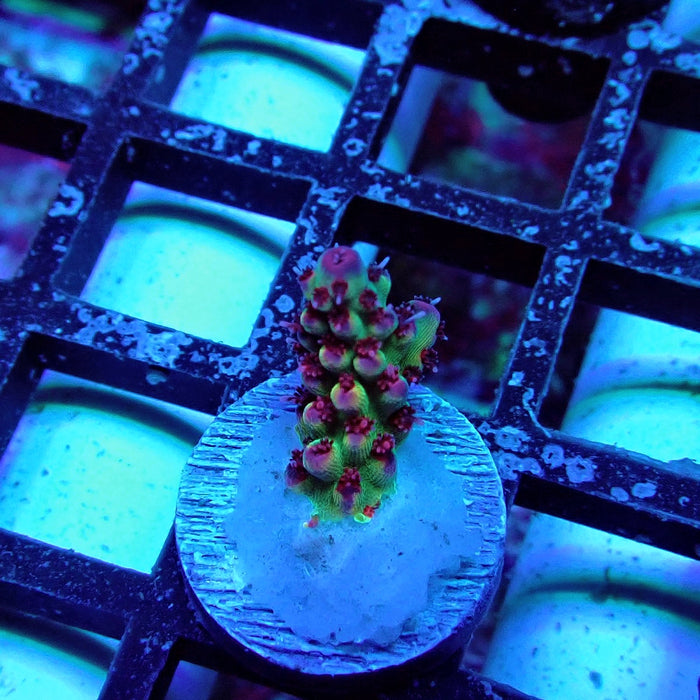 Pink Tips Acro