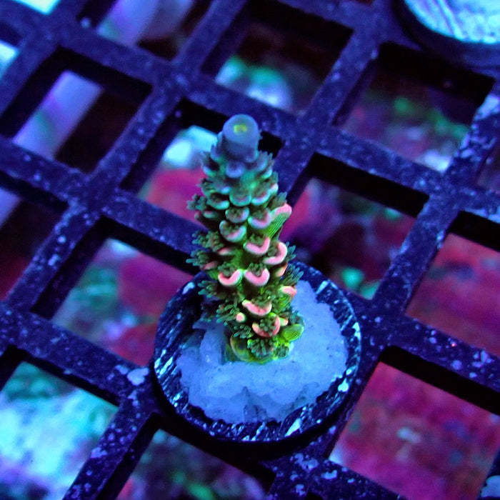 REx Green Blue Pink Scale Tenuis Acro