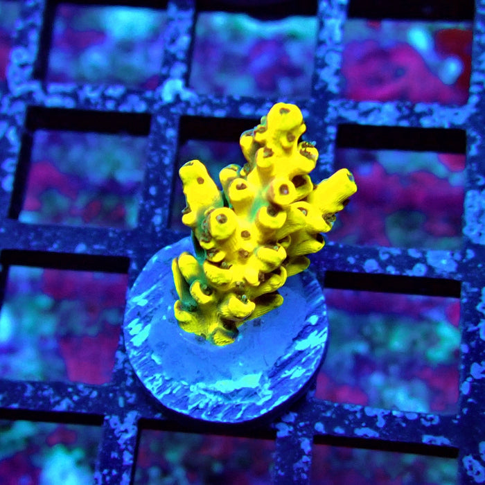 Super Yellow Pikachu Acro