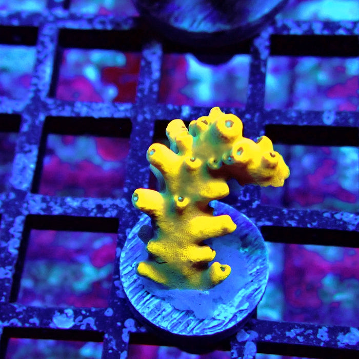 Super Yellow Pikachu Acro
