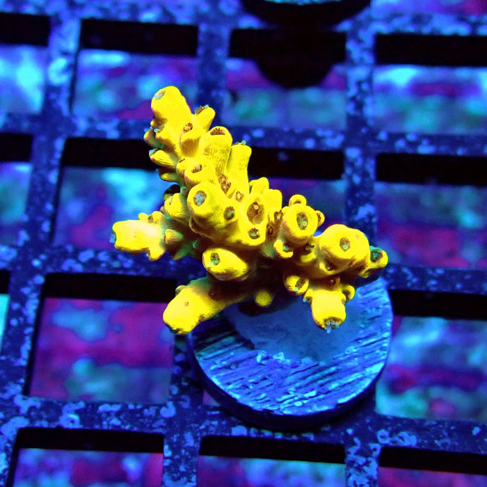 Super Yellow Pikachu Acro