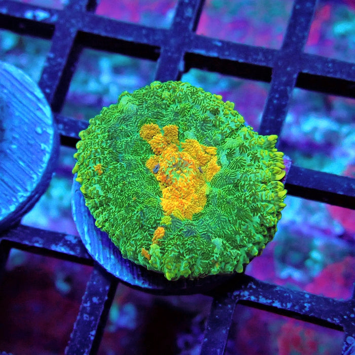 Bubble Orange Mouth Mushroom