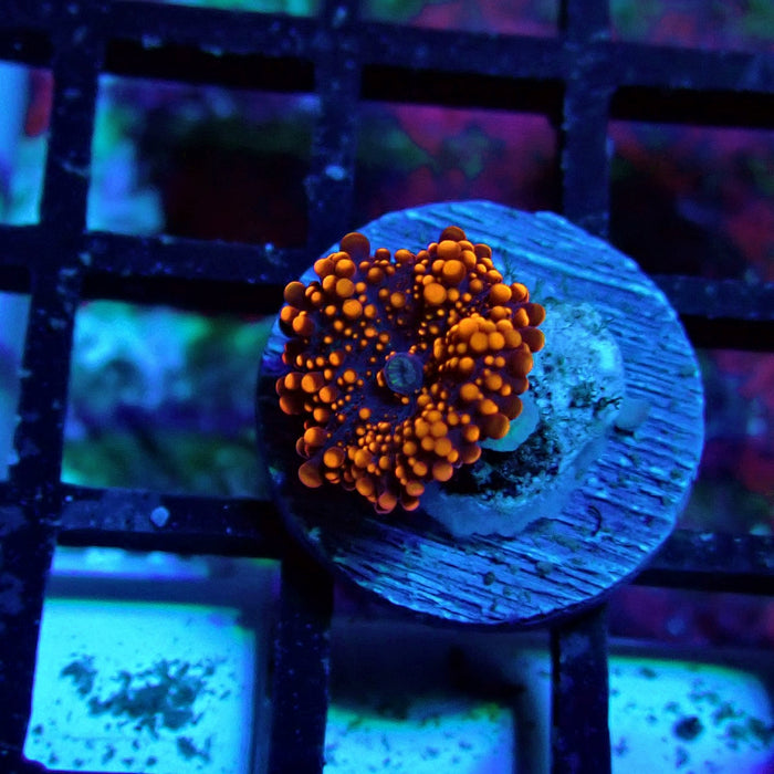 Fiery Ricordea Yuma Mushroom
