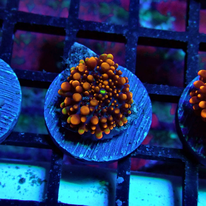 Fiery Ricordea Yuma Mushroom