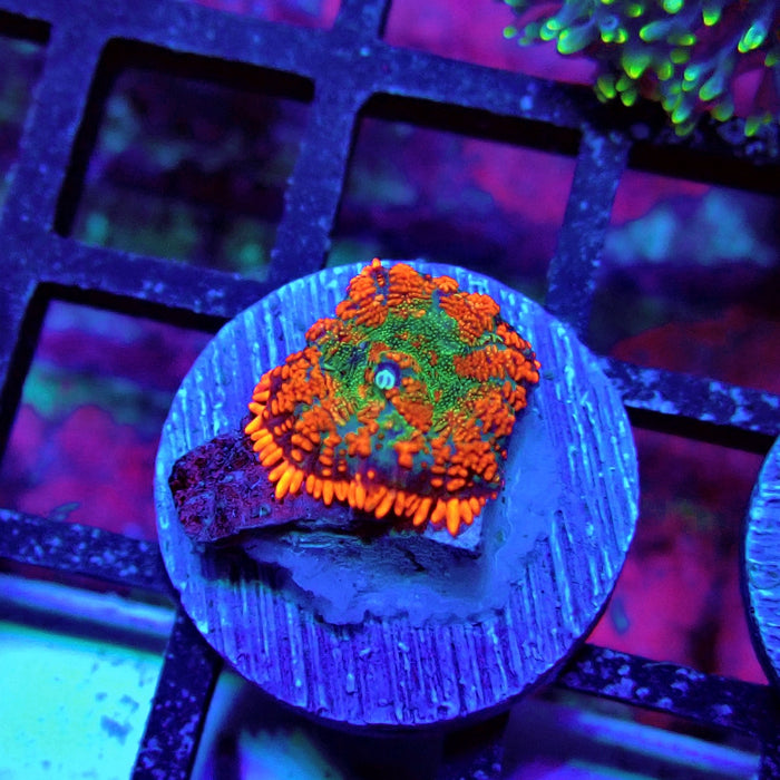 Red Rainbow Mushroom