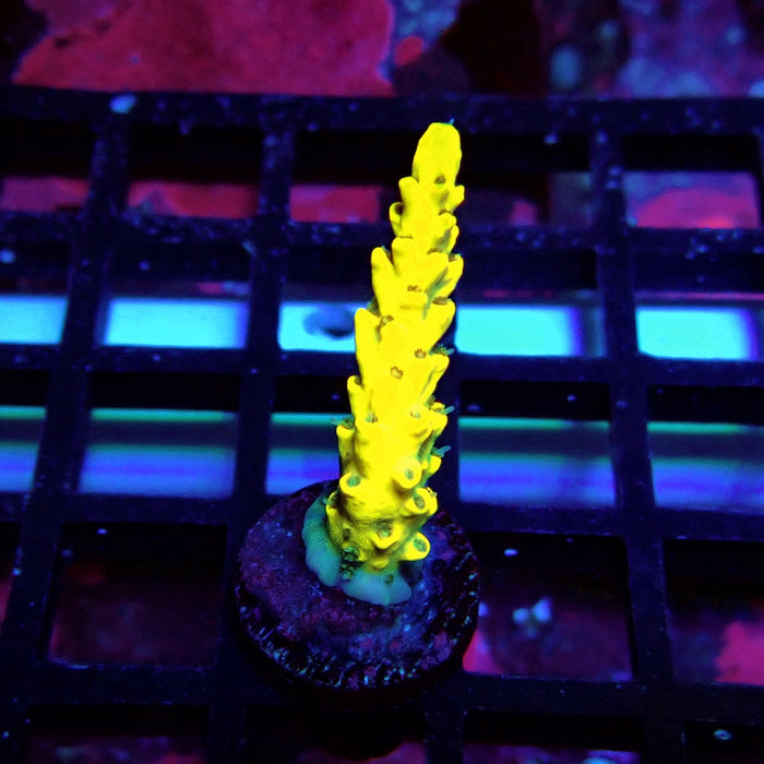 Super Yellow Pikachu Acro