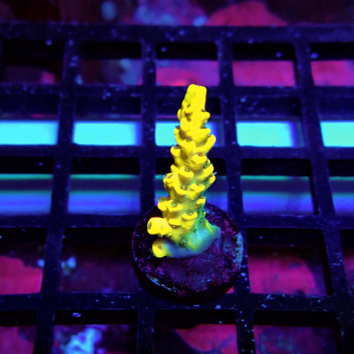 Super Yellow Pikachu Acro