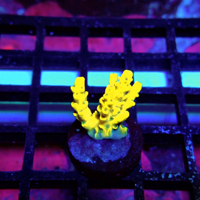 Super Yellow Pikachu Acro