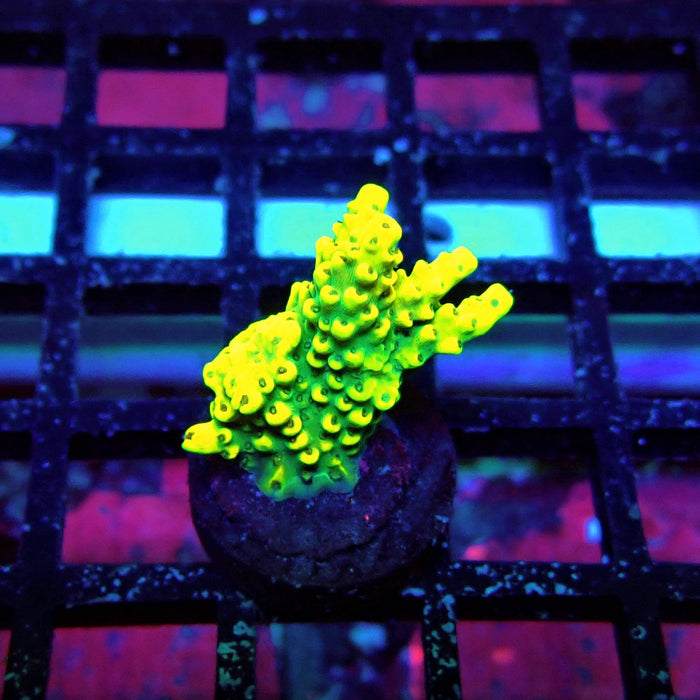 Super Yellow Pikachu Acro