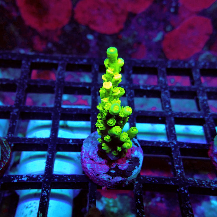 Neon Green Tenuis Acro