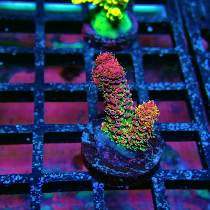 Pink Millepora Acro