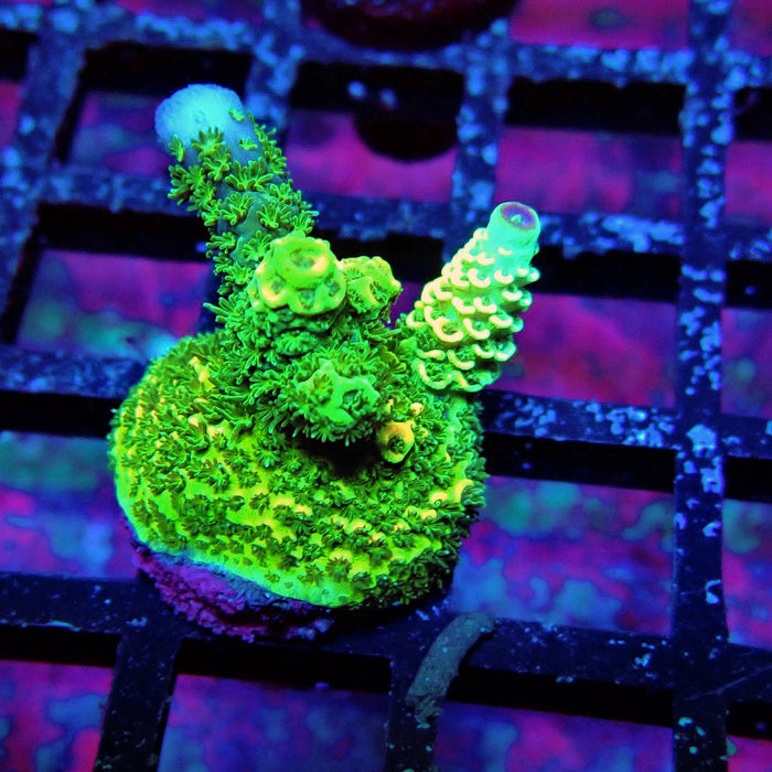 Sunset Millepora Acro