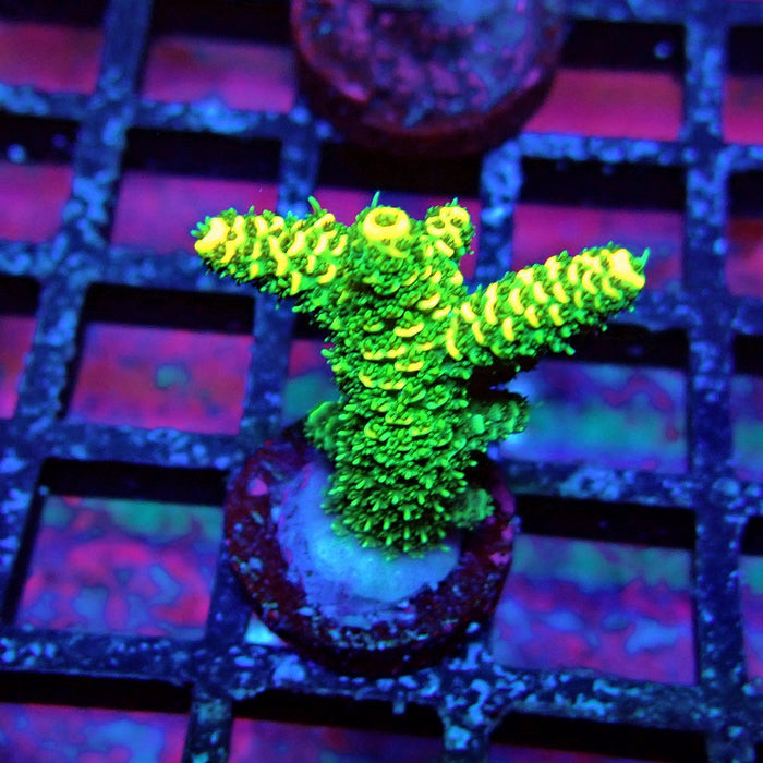 Sunset Millepora Acro