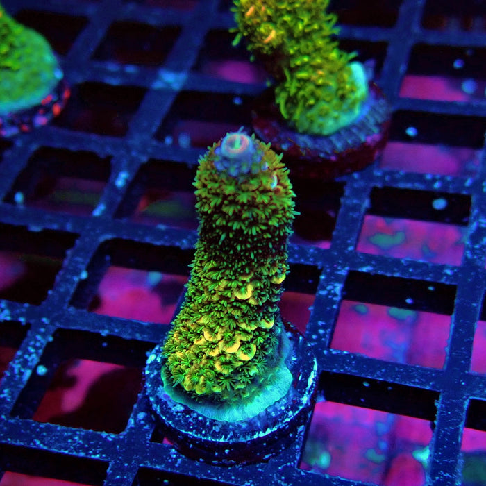 Rainbow Blue-Tip Millepora Acro