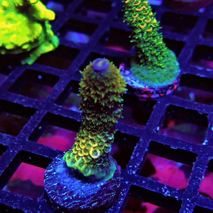 Rainbow Blue-Tip Millepora Acro