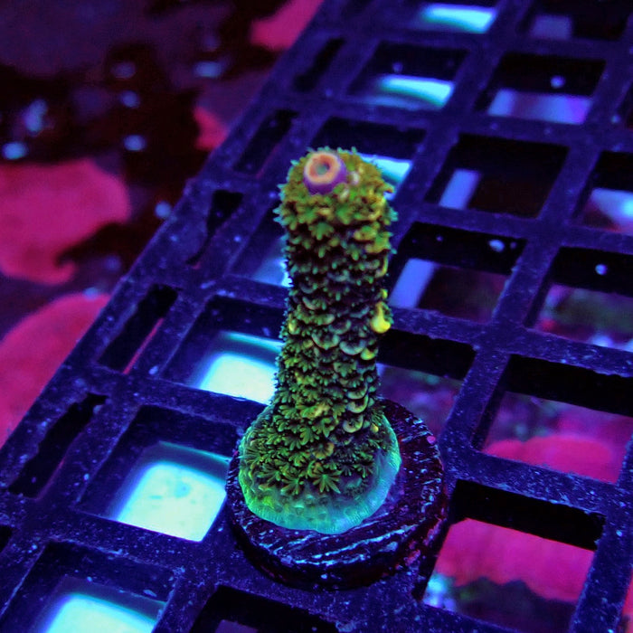 Rainbow Blue-Tip Millepora Acro