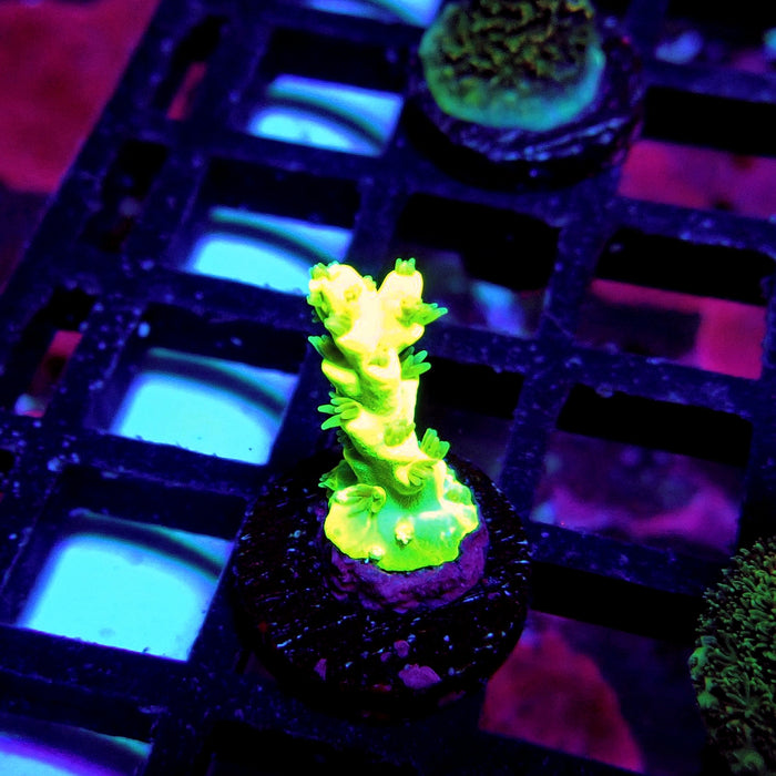 Speciosa Neon Green Acro