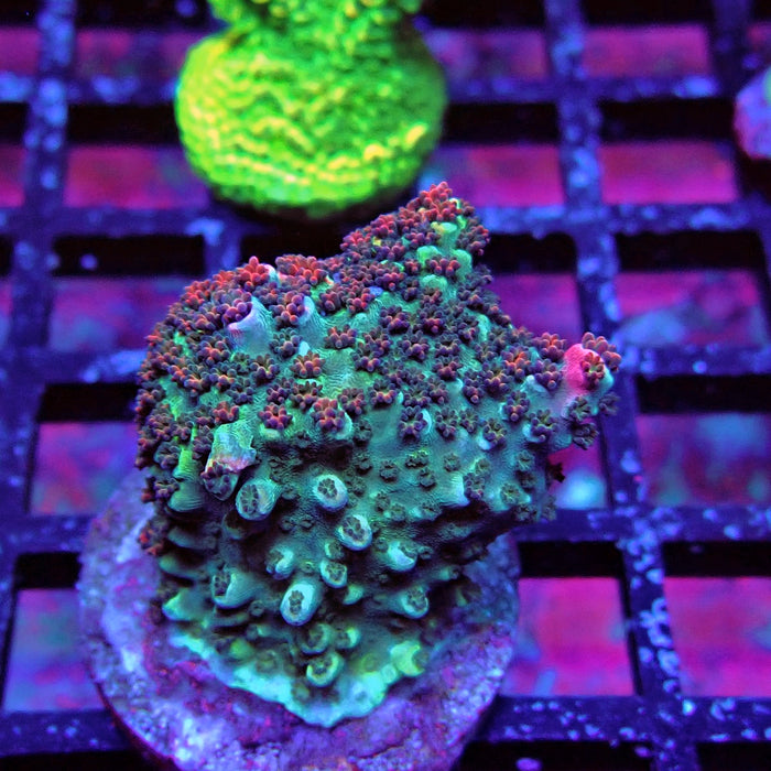 Pink Abrotanoides Acro