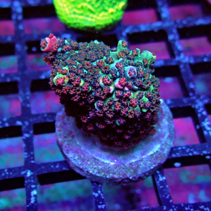 Pink Abrotanoides Acro
