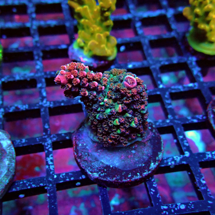 Pink Abrotanoides Acro