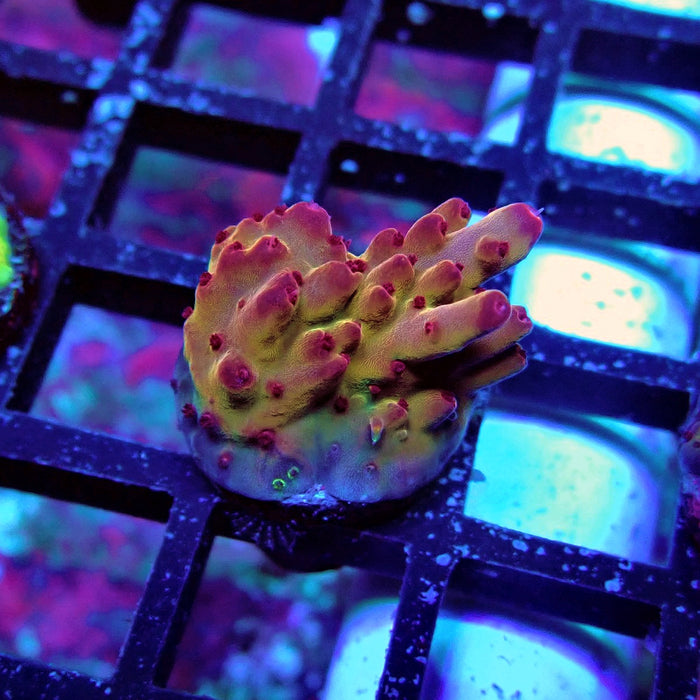 REx Fox Flame Acro