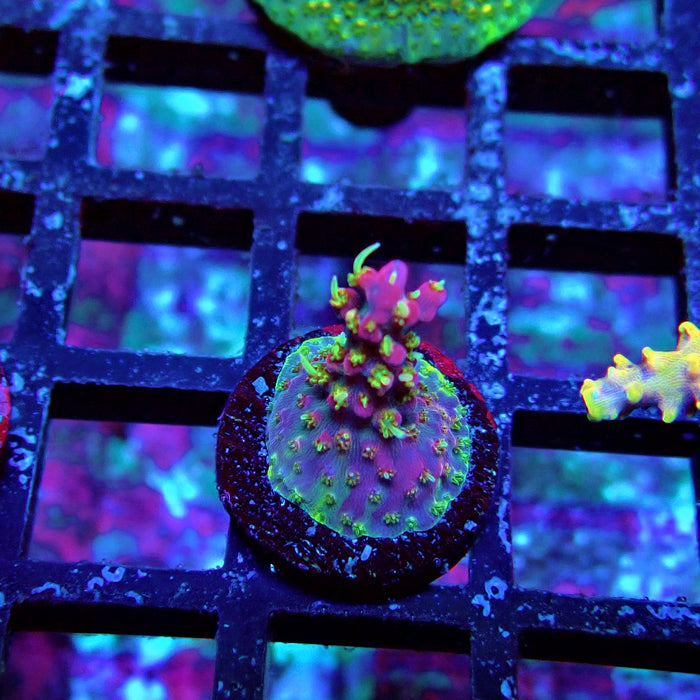 REx Rainbow Worms Acro