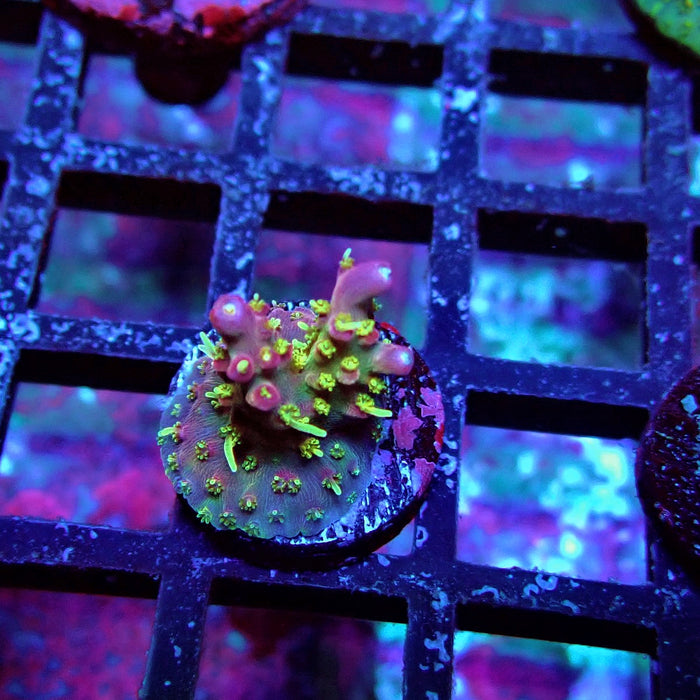 REx Rainbow Worms Acro