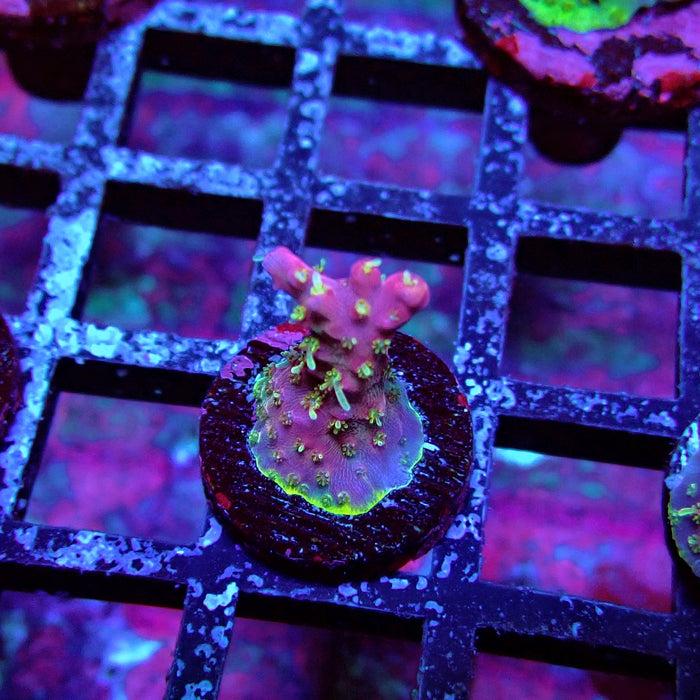 REx Rainbow Worms Acro