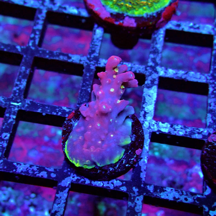 REx Rainbow Worms Acro