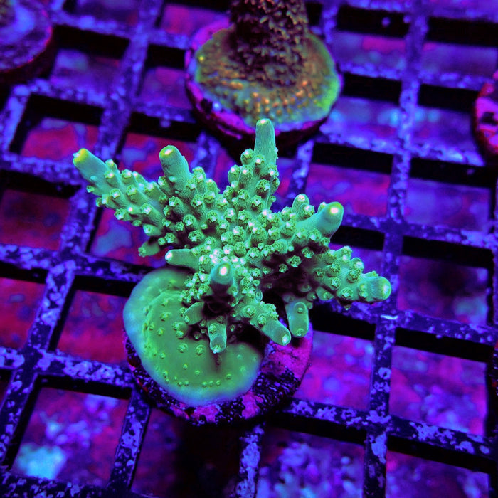 Aquaculture Frag Acro