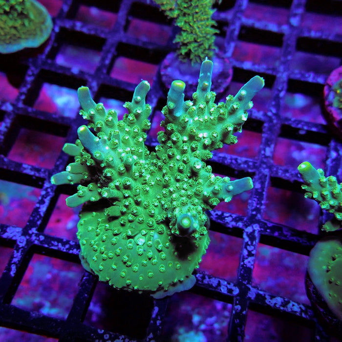 Aquaculture Frag Acro