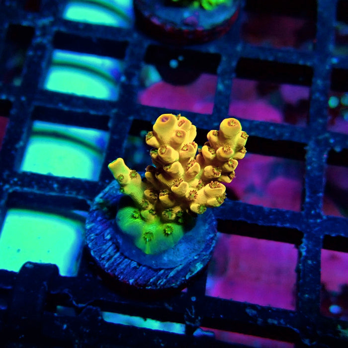 Orange Microclados Acro