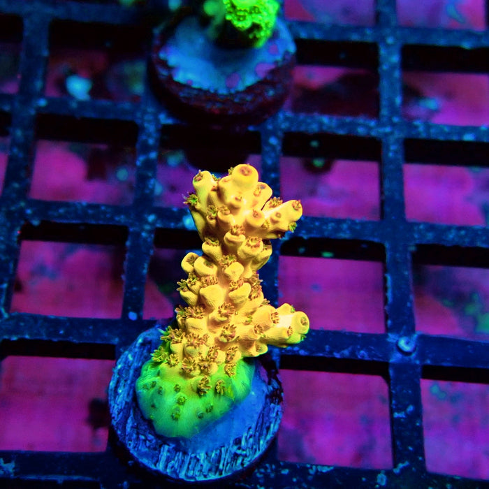 Orange Microclados Acro