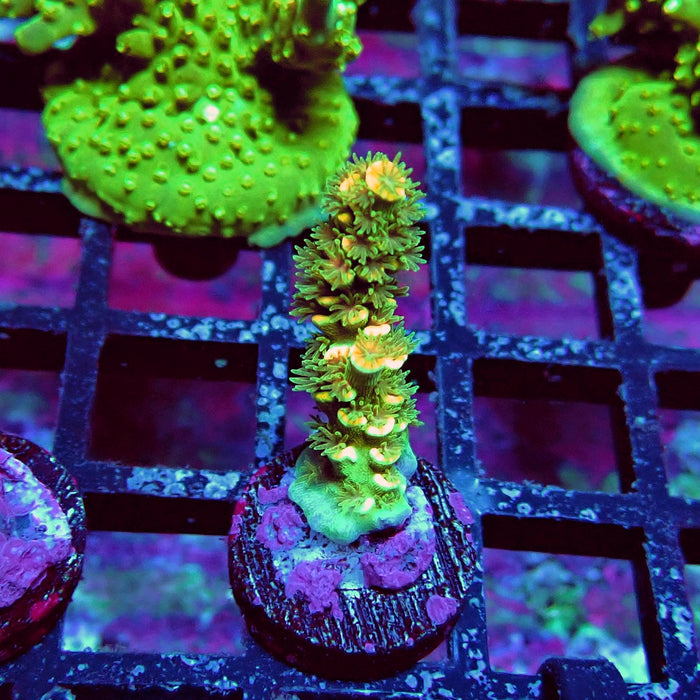 REx Golden Smoke Tenuis Acro