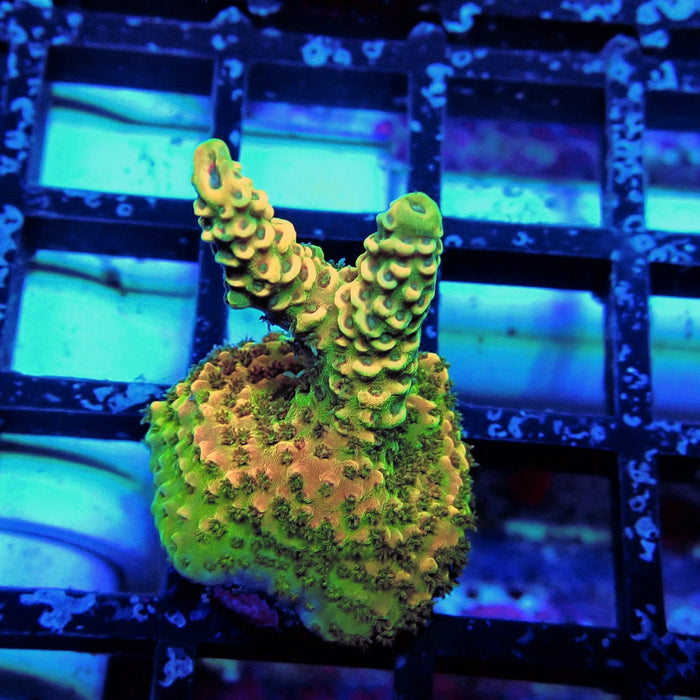 REx Apache Quadricolor Acro