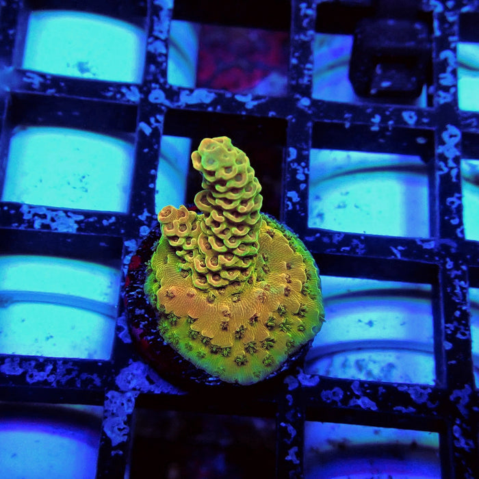 REx Apache Quadricolor Acro