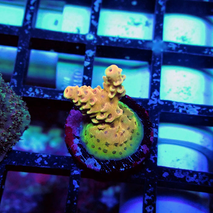 REx Apache Quadricolor Acro