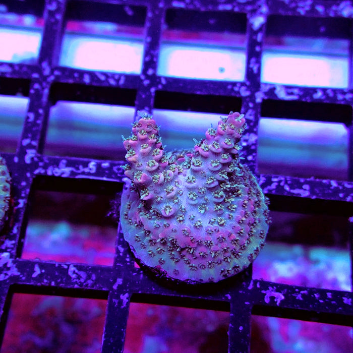 REx Quadricolor Mille Acro