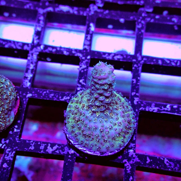 REx Quadricolor Mille Acro