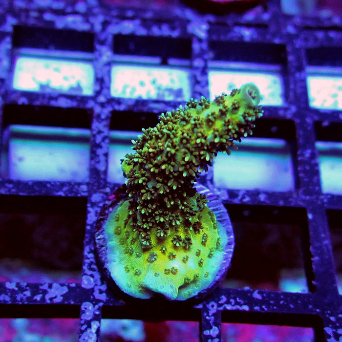Aquaculture Frag Acro