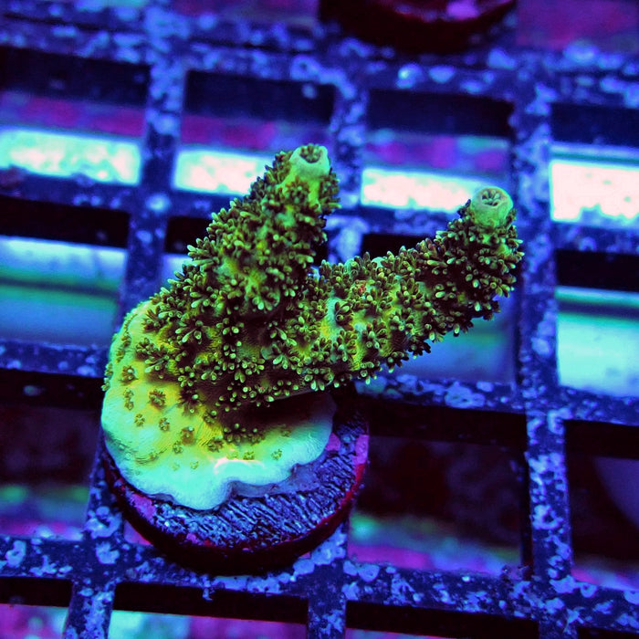 Aquaculture Frag Acro